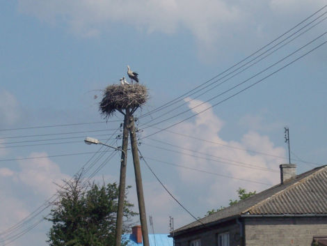 Pocztwka z Szynkielowa. 18 maja 2008 roku. Bociany