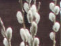 Niedziela Palmowa